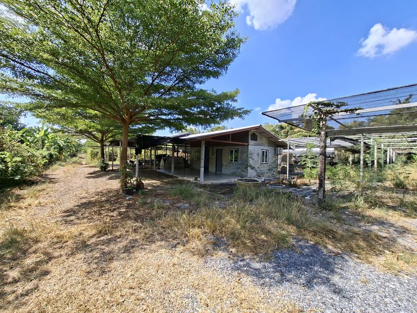 ขายที่ดิน 2 ไร่ 154 ตารางวา 1,000,000 บาท มีห้องพัก 2 ห้อง มีน้ำและไฟฟ้าพร้อมเข้าอยู่ ใกล้วัดสามประชุม อ.โพธิ์ทอง จ.อ่างทอง 1