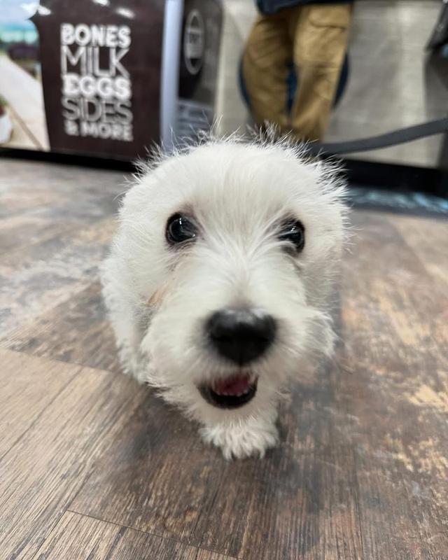 ลูก West Highland White Terrier แท้