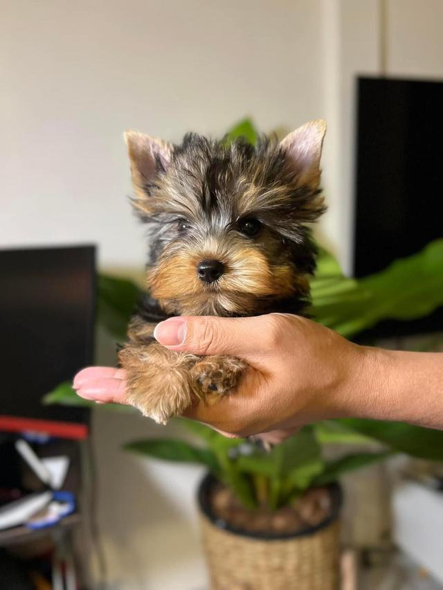 Yorkie Puppies for Sale
