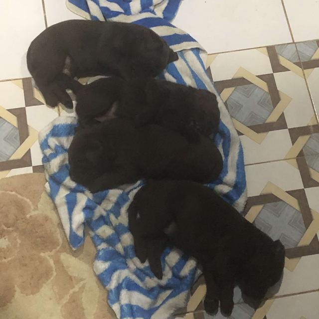 🐶 ลูกสุนัขพันธุ์ลาบราดอร์แท้ เพศเมียและเพศผู้ 7