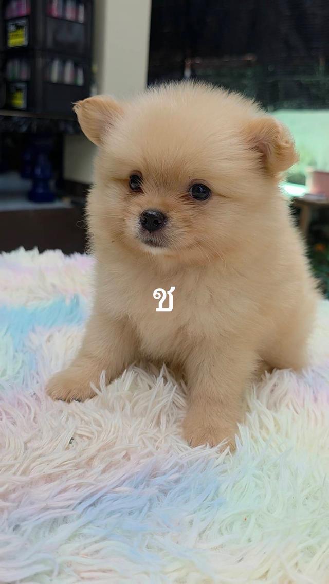 ขายลูกสุนัขปอมเมอเรเนียน 4