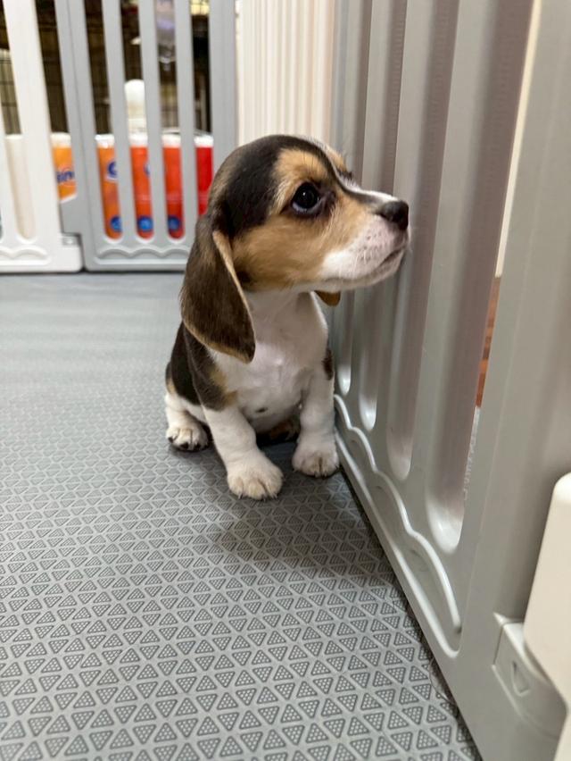 บีเกิ้ล (Beagle)
