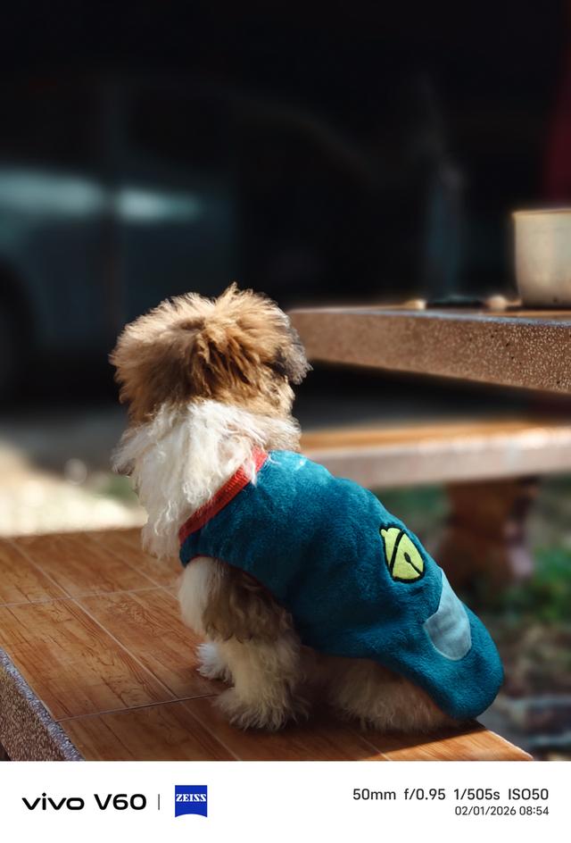 น้องหมา พุดเดิ้ล+ชิสุ รูปย่อยที่ 4