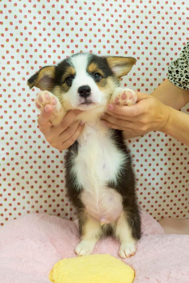 Corgi แท้ 2 เดือน พร้อมย้ายบ้าน 3