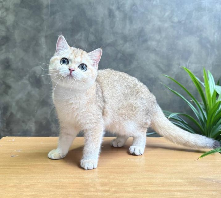 British Shorthair (ผู้หญิง) 6