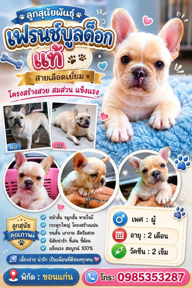ลูกสุนัขพันธุ์เฟรนช์บูลด็อก