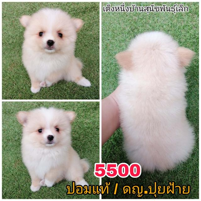 ปอมเเท้ เพศเมีย พร้อมย้าย รูปที่ 11