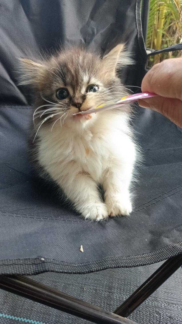 มัชกิ้นขาสั้นหญิงน้องอายุสองเดือนกว่าพร้อมส่งค่ะ 5