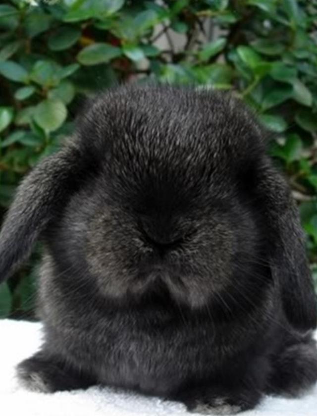 กระต่ายยักษ์ สีดำ ขนสวย เริ่ด มีใบรับประกัน 1