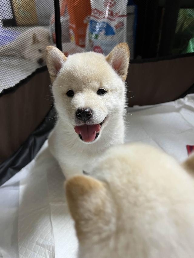 ชิบะอินุ สีขาว เพศเมีย พร้อมย้ายบ้าน 1 มิ.ย. 68 3