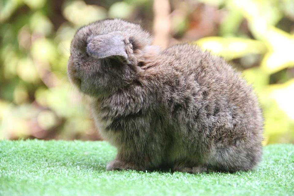 กระต่ายฮอลแลนด์ลอป (ญ) รูปที่ 5