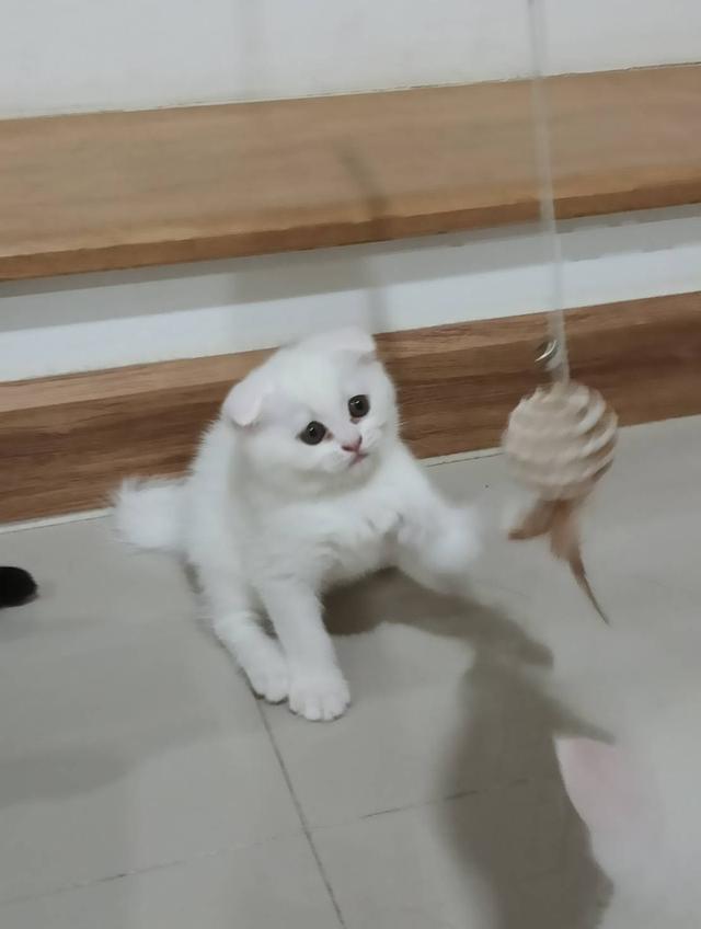 อาหมวยขนฟูตัวกลม