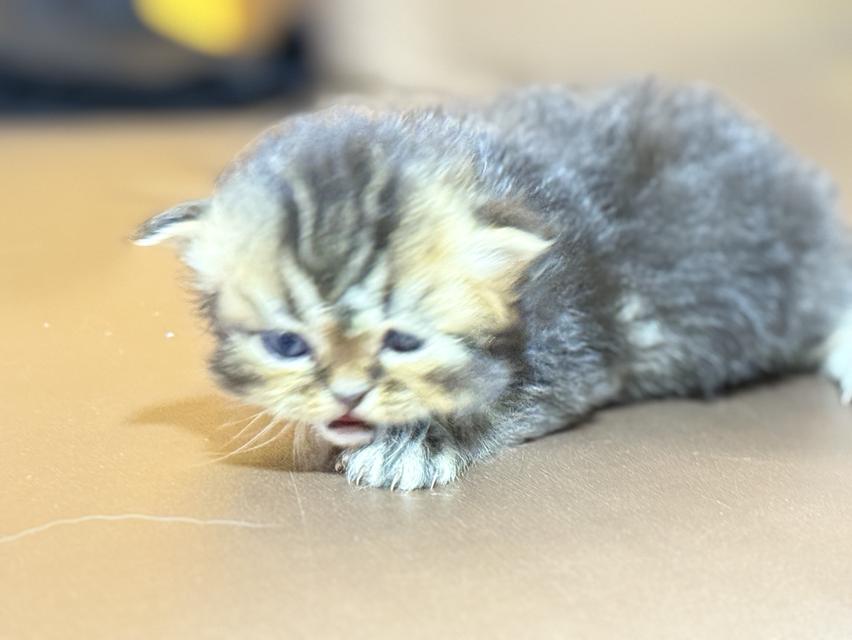 ลูกแมวเปอร์เซีย