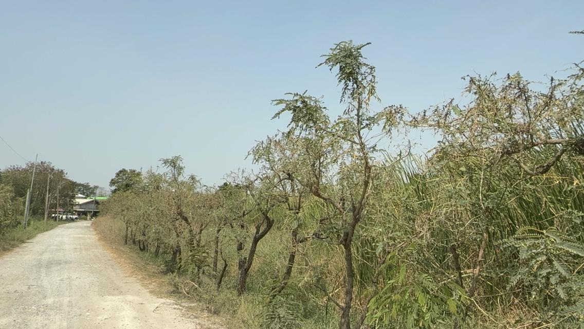 ขายที่ดินอำเภอมีนบุรี กรุงเทพมหานคร 6