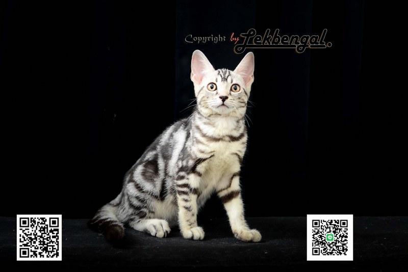 ขายลูกแมว อเมริกันชอตแฮร์ American Shorthair อายุ 2.5 เดือน  3