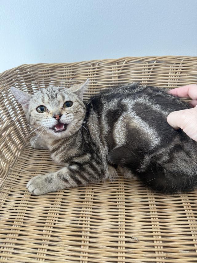 ลูกแมวอเมริกันช็อตแฮร์แท้ รูปที่ 2