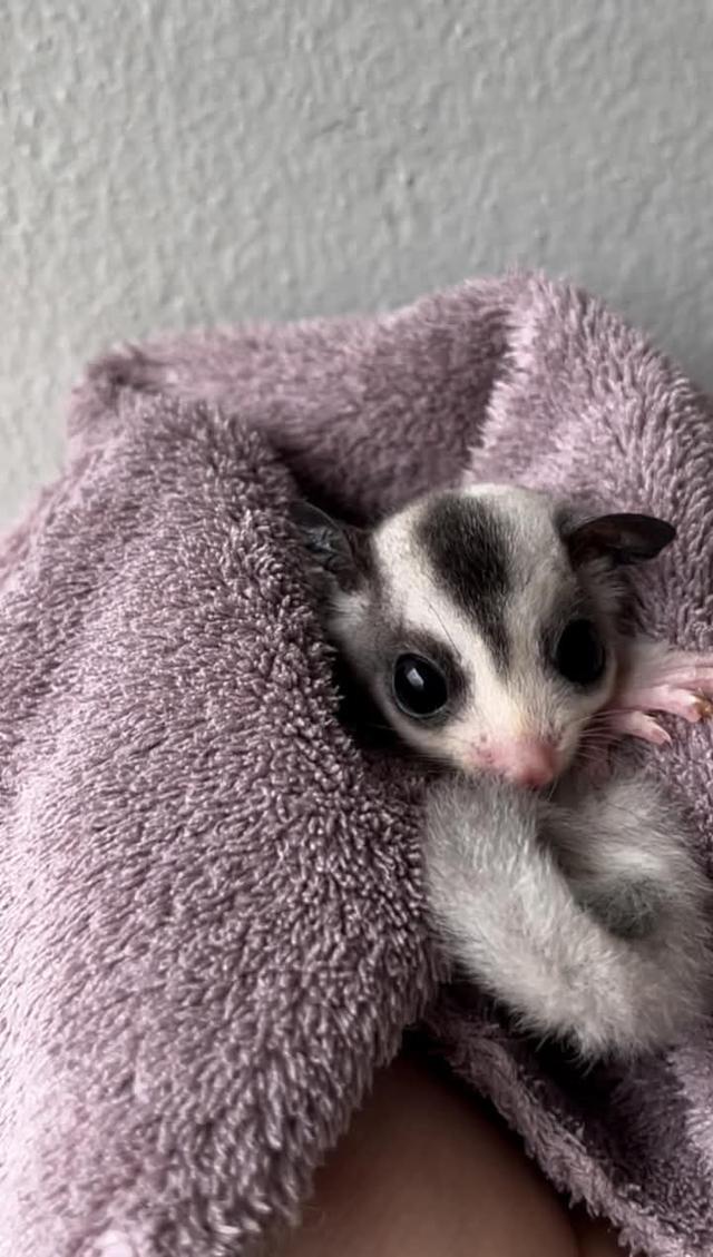 พร้อม Sugar Glider นัดรับกทม. 3