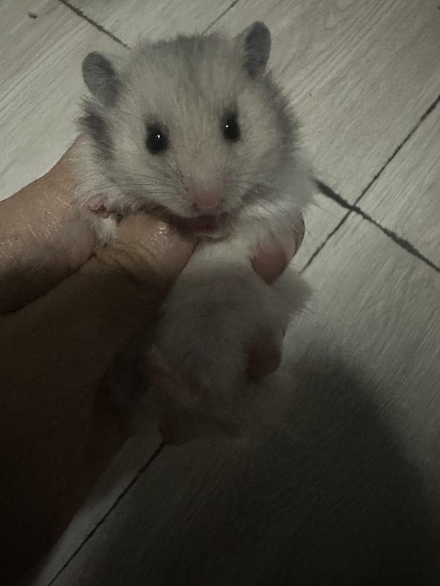 ยุโรปค่ะสนใจทักมาค่ะ