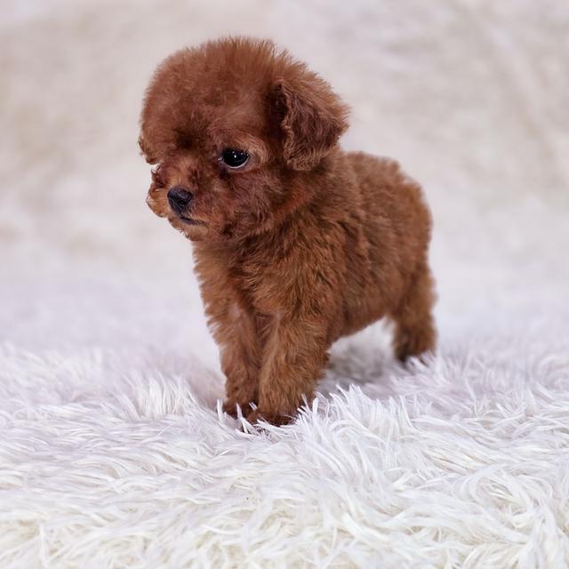 พุดเดิ้ลทอยสายพันธุ์แท้