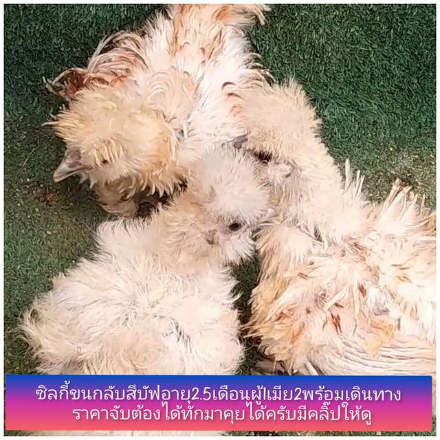 ซิลกี้ขนใบย้อนกลับสีบัพอายุ2.5เดือนชุด3ตัวผู้1เมีย2"โปรพิเศษส่งฟรีทั่วไทย"