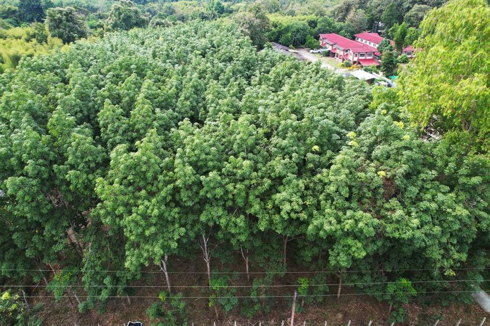 ขายที่ดินสวนยาง 2.40 ไร่ พร้อมโฉนด เหมาะแก่การลงทุน หลังวิทยาลัยการอาชีพปัว ต.ปัว จ.น่าน  12