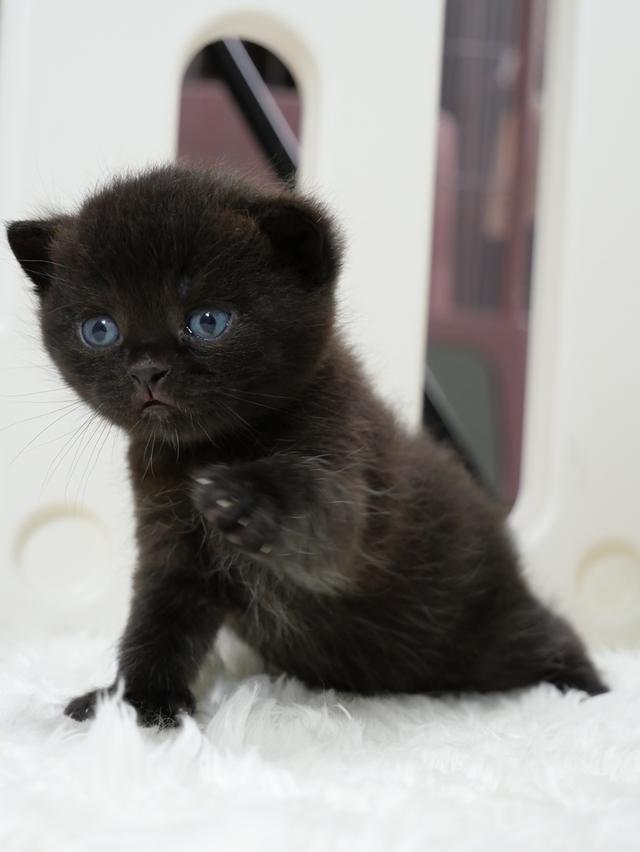 น้องแมวบริติชช๊อตแฮร์สีดำ รูปที่ 7