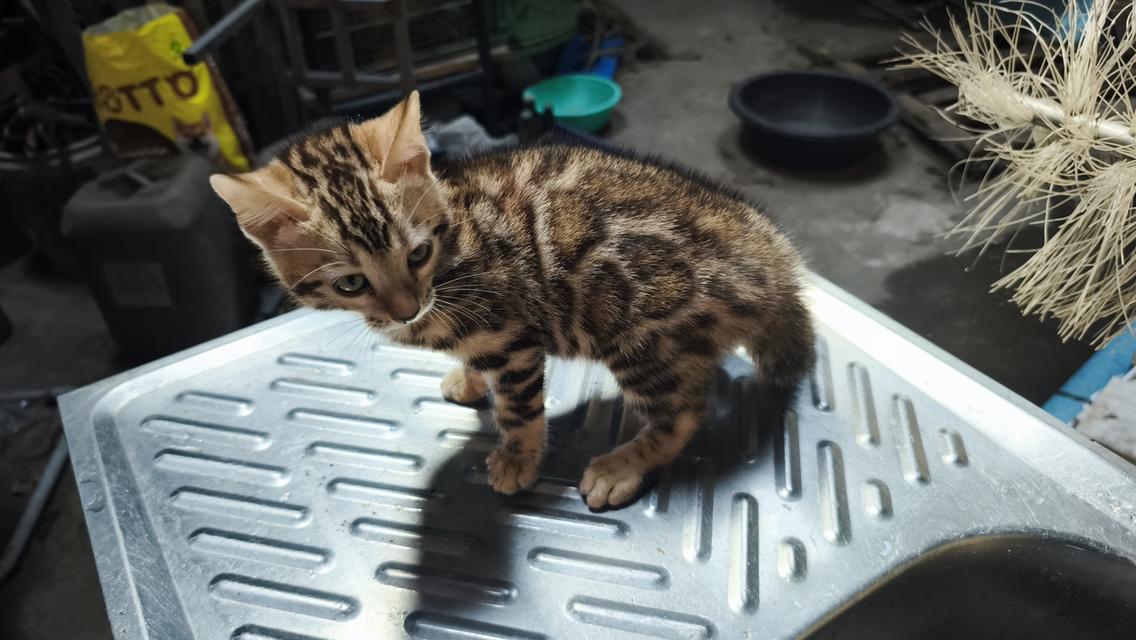 ลูกแมวเบงกอลอยู่อุบลเพศผู้ครับ รูปที่ 1