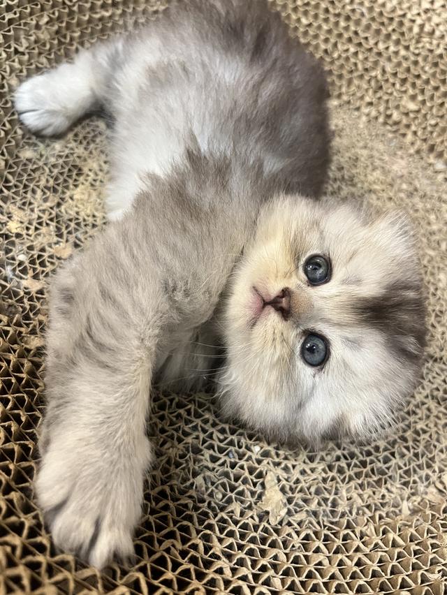 แมว สก๊อตติชแท้😁🔥🔥🔥🔥