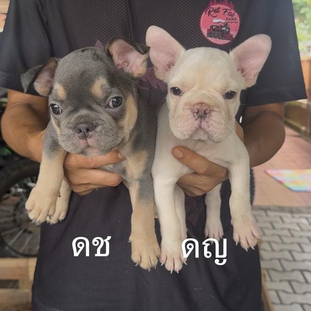 ลูกสุนัขเฟรนช์บลูด็อก