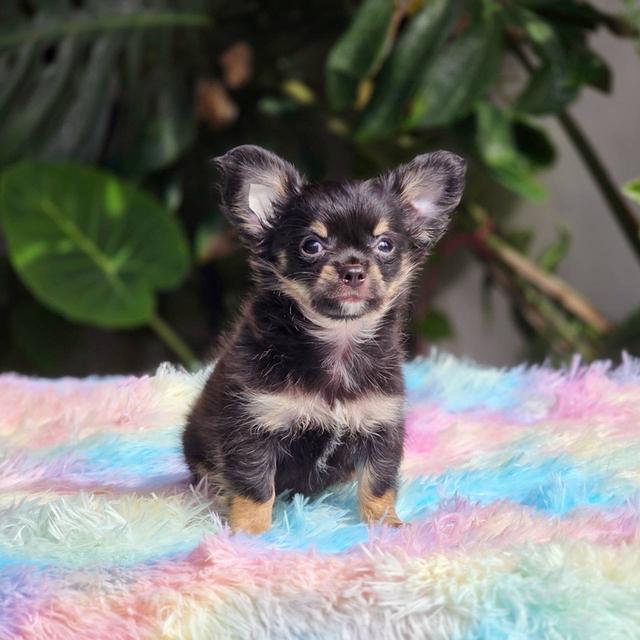 ชิวาวาแท้ขนยาว สีแบล็คแทน ผู้ พิกัดรามอินทรา 5