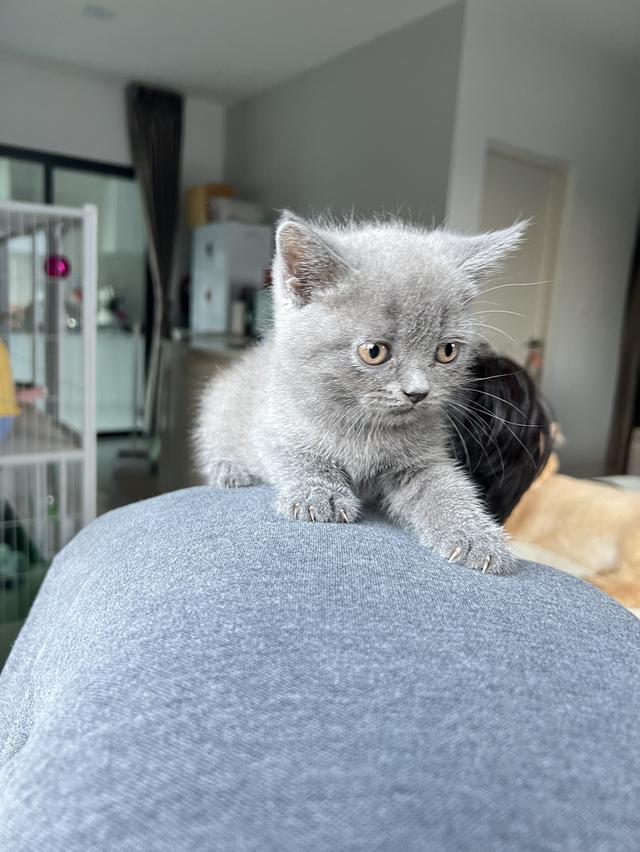 British Shorthair บริติช ช็อตแฮร์ สายพันธุ์แท้ WCF