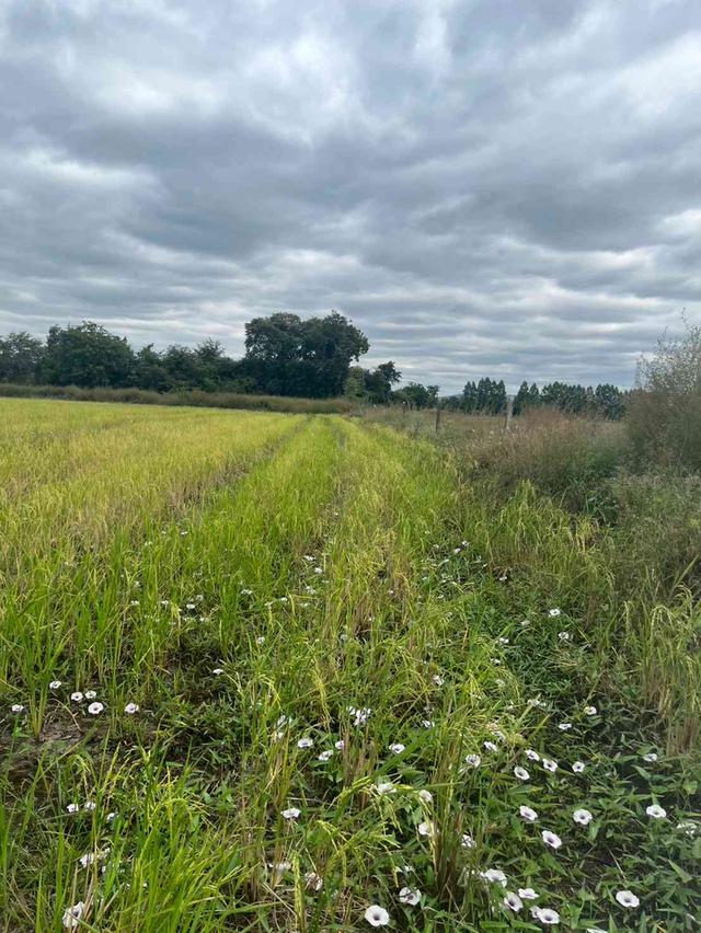 ขายที่ดิน 15 ไร่ ทำเลดี ติดกองบิน 4 ตาคลี เข้า ออกสะดวก น้ำไม่ท่วม 8