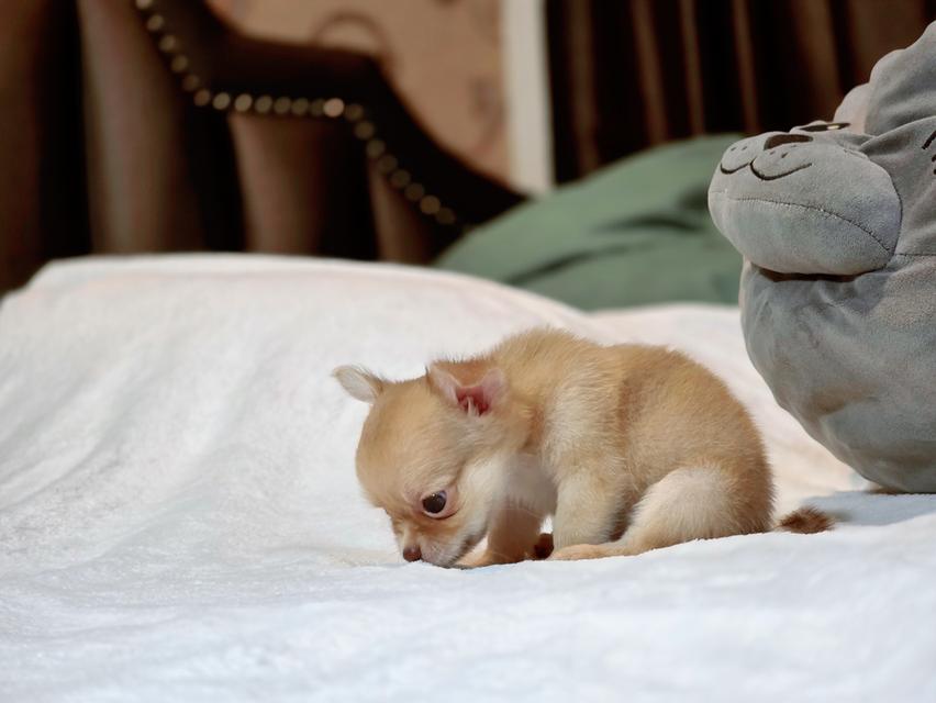 Chihuahuaหนุ่มหล่อไซส์จิ๋วน้องฮิวโก้สุดหล่อ 5