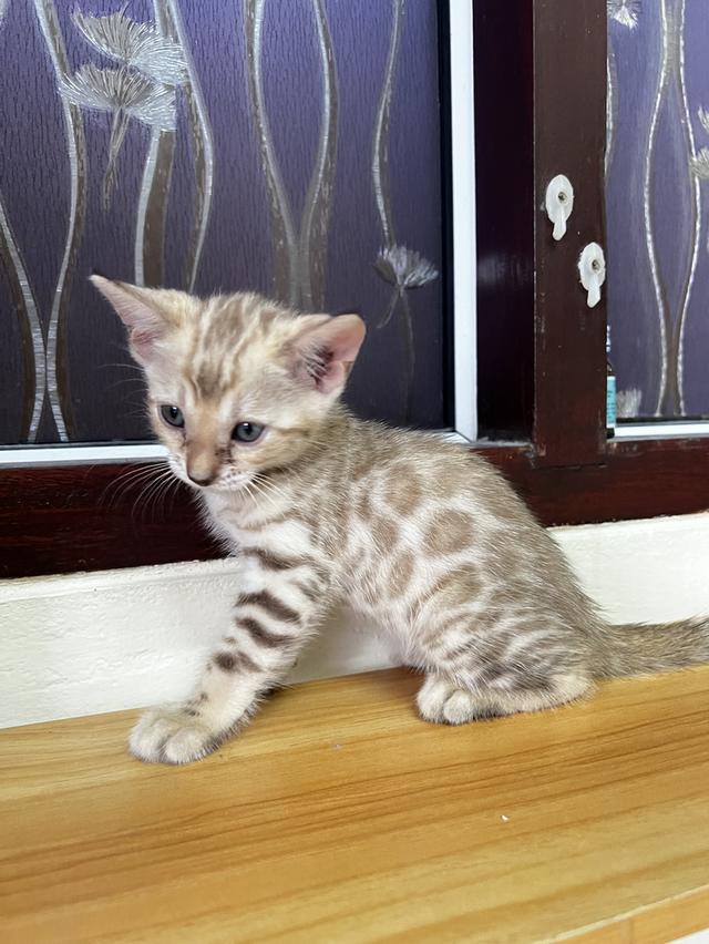 ขายน้องแมวเบงกอลสีสโนว์มิ้ง อายุ 2 เดือน เพศเมียค่ะ