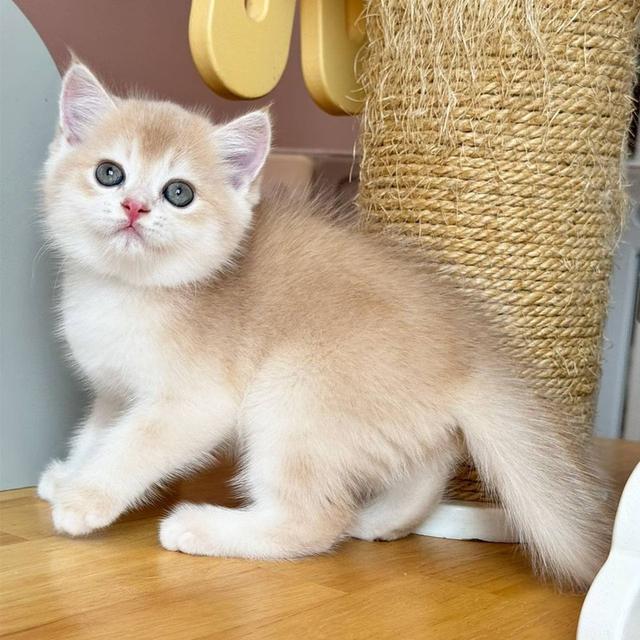 สาวน้อย British Shorthair 