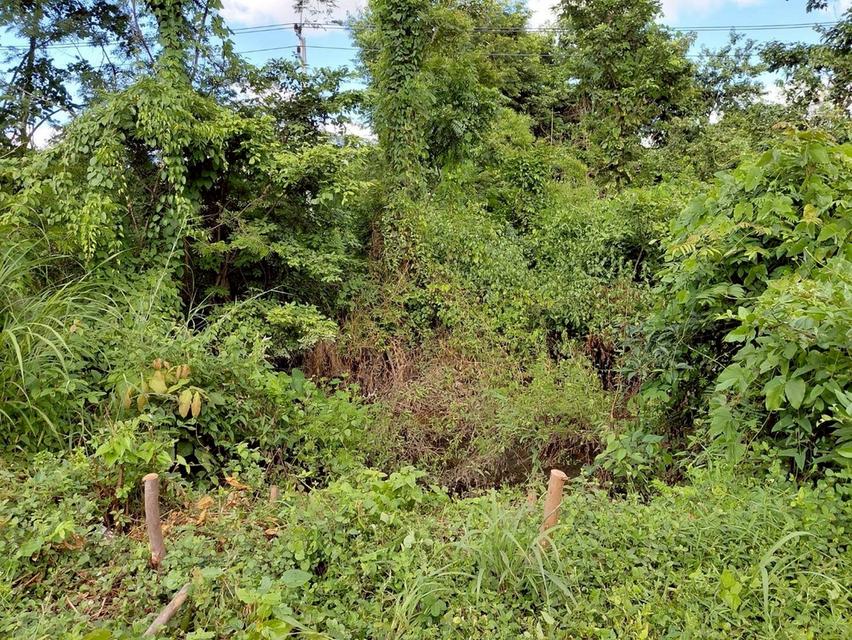 ขายที่ดิน 4 ไร่ครึ่งจังหวัดตาก