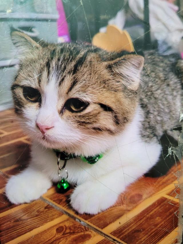 สก๊อตติชโฟลด์