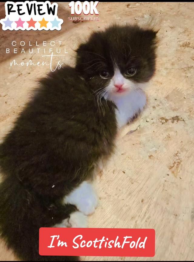 เปิดจองลูกแมวสก็อตติชโฟลด์ 2