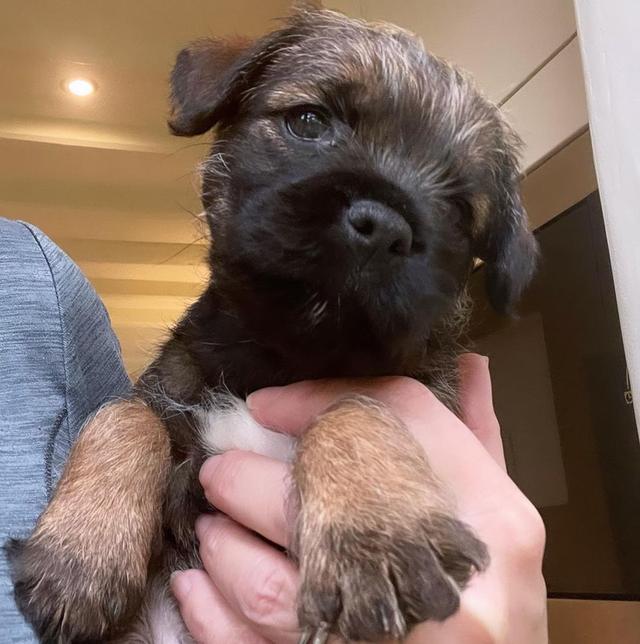Border terrier Available WhatsApp me : ( +63 985 762 7466 ) 3
