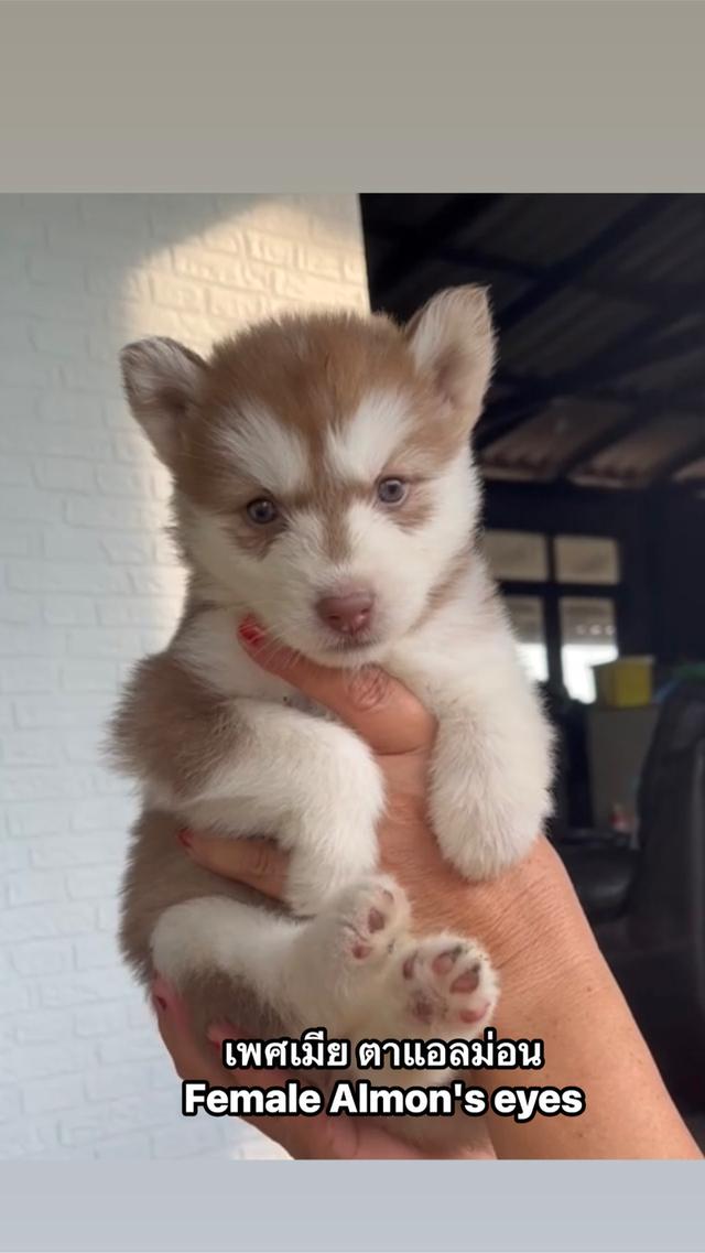 ว่างชาย2หญิง1 พร้อมย้าย รูปที่ 3