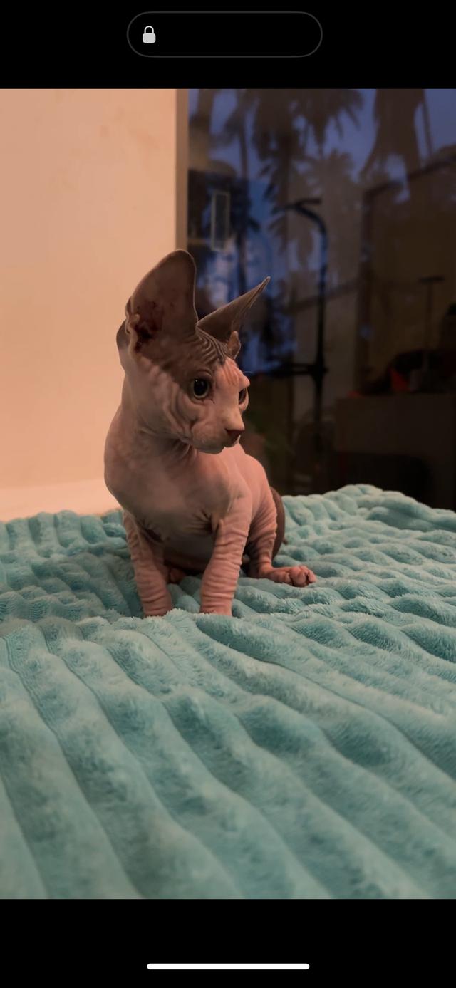 cute white sphinx raised with love and care รูปที่ 3