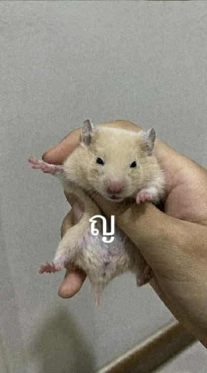 แฮมเตอรน่าฟัดค่ะๆๆๆๆๆๆ