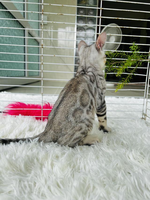 ขายน้องแมวเบงกอลซิลเวอร์ เพศชาย  2