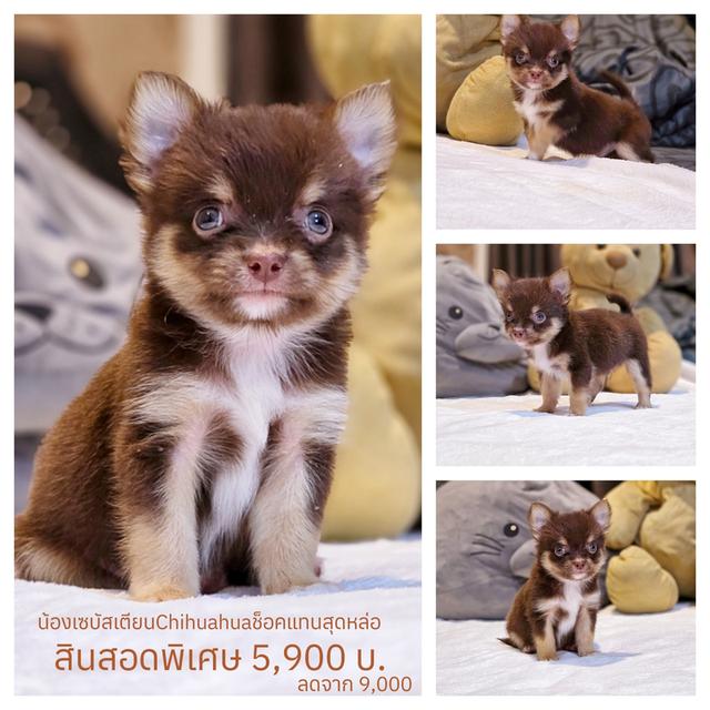 เซบาสเตียนชิวาวาแท้ขนยาวสีช็อค 8