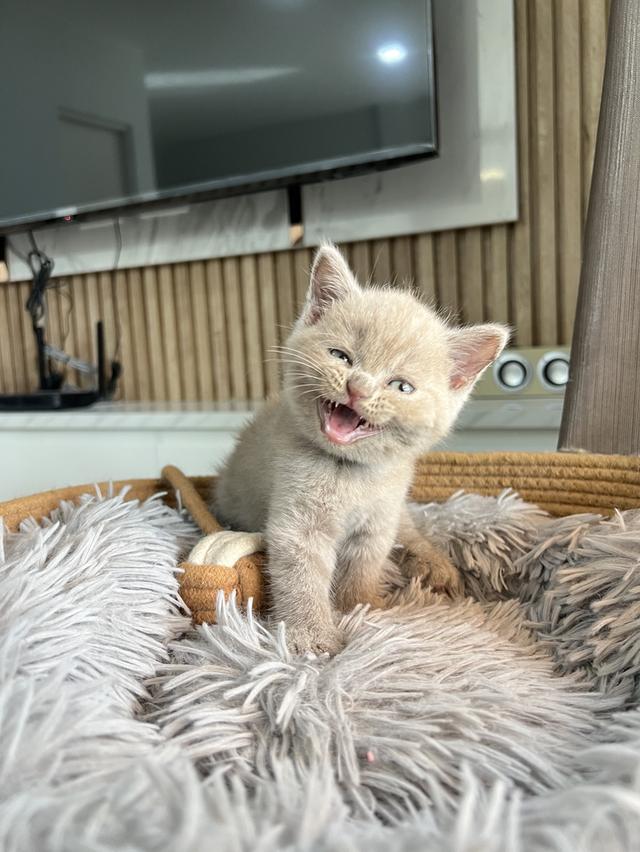 ลูกแมว บริติช ช็อตแฮร์ ใบเพ็ดนอกWCF(British Shorthair)