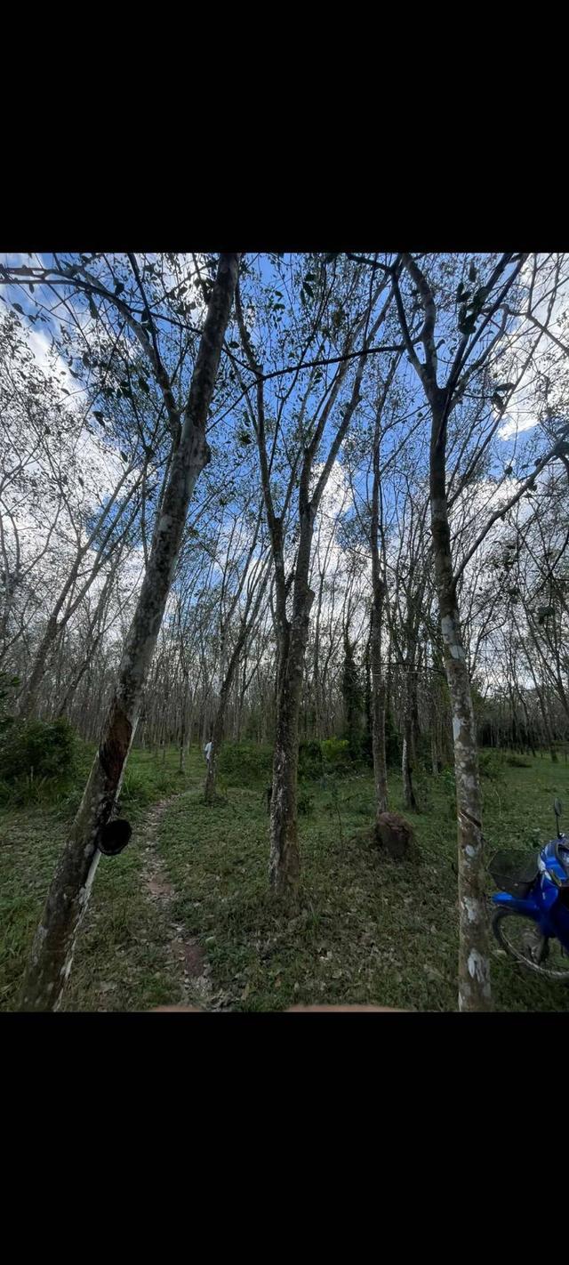 ที่ดินสวนยางพารา หมู่บ้านป่าบอนต่ำ อ.ป่าบอน จ..พัทลุง 4