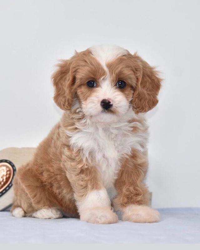 Amazing Cavapoo Puppies  WhatsApp me : +66 63 826 3042 รูปที่ 2