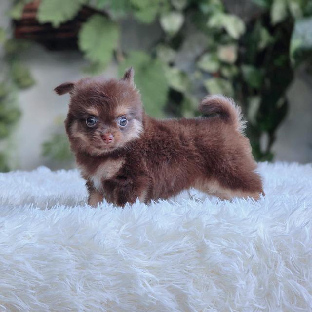 Chihuahuaสีช็อคเพศผู้ 4