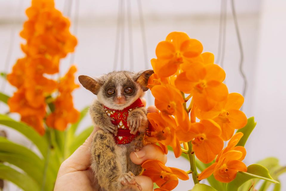 ลิง Bushbaby หลายช่วงวัย รูปที่ 6