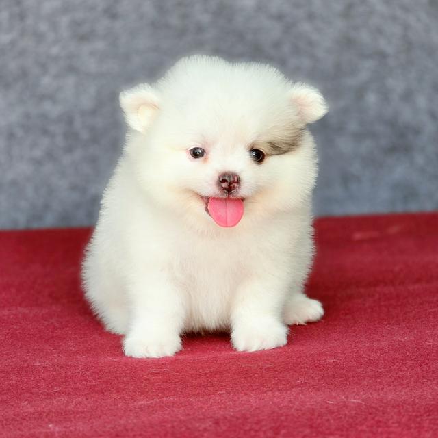 Pomeranian เพศผู้น้องซีม่อน 2